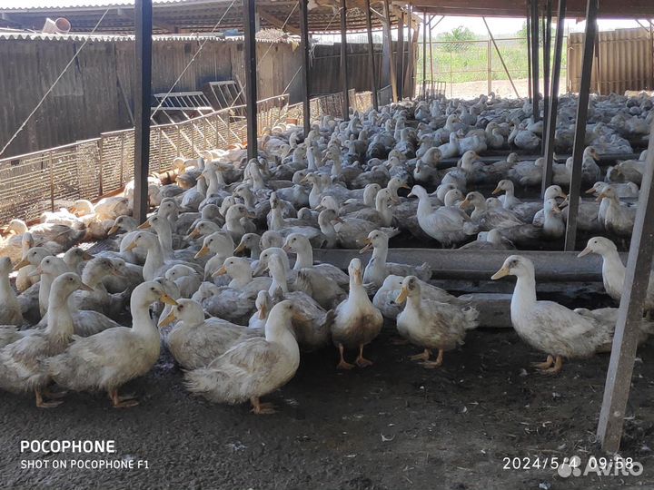 Утки живым весом