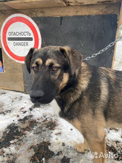 Молодой пёс ищет дом
