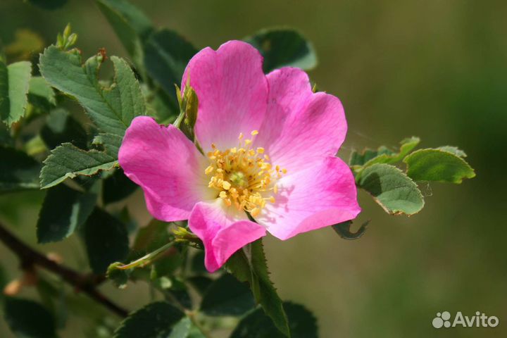 Саженцы шиповника