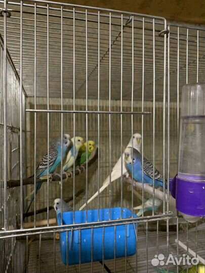 Попугаи волнистые, кореллы и амадины