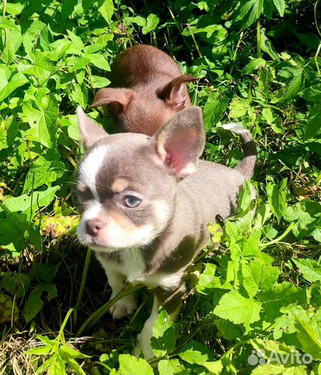 Чихуахуа мальчики лиловый и шоколад