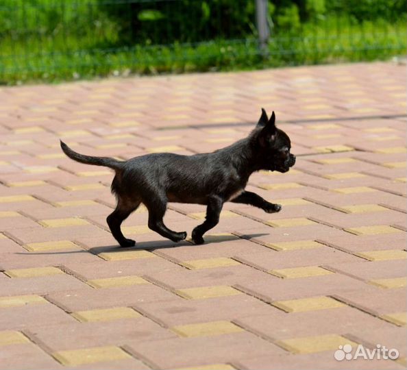 Чихуахуа мальчик Гш черный