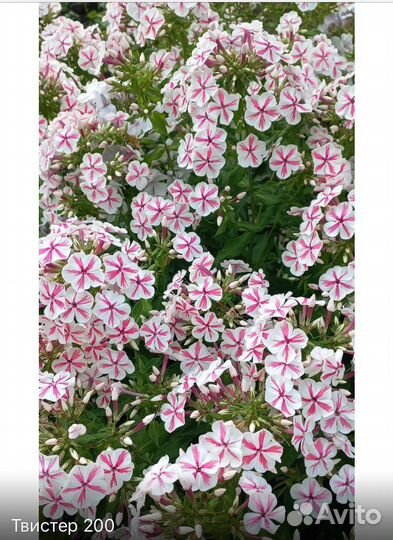 Флоксы сортовые