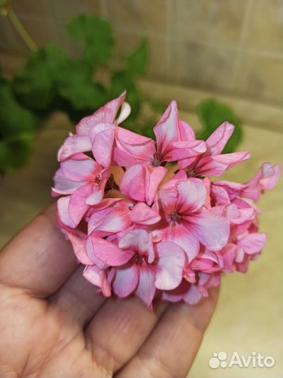 Пеларгония - укоренённые черенки, саткрезия