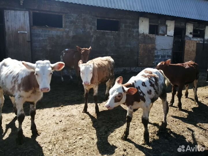 Бычки и телята