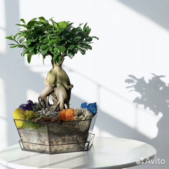 Дерево бонсай, флорариум