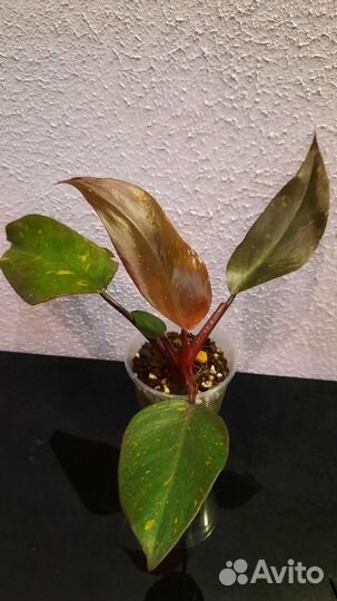 Филодендрон Оранжевая принцесса