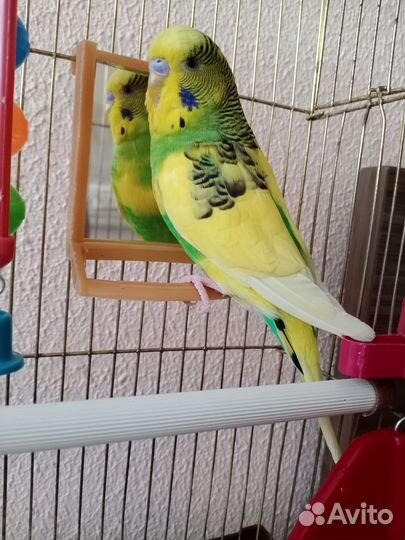 Волнистый попугай с клеткой