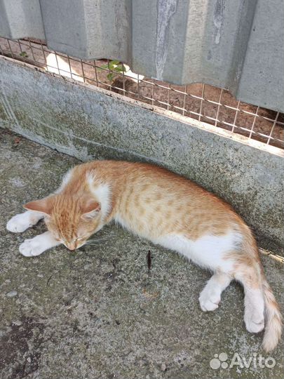 Кошка в дар бесплатно