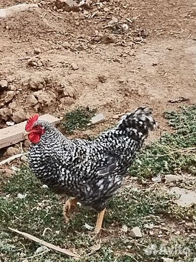 Молодые петушки