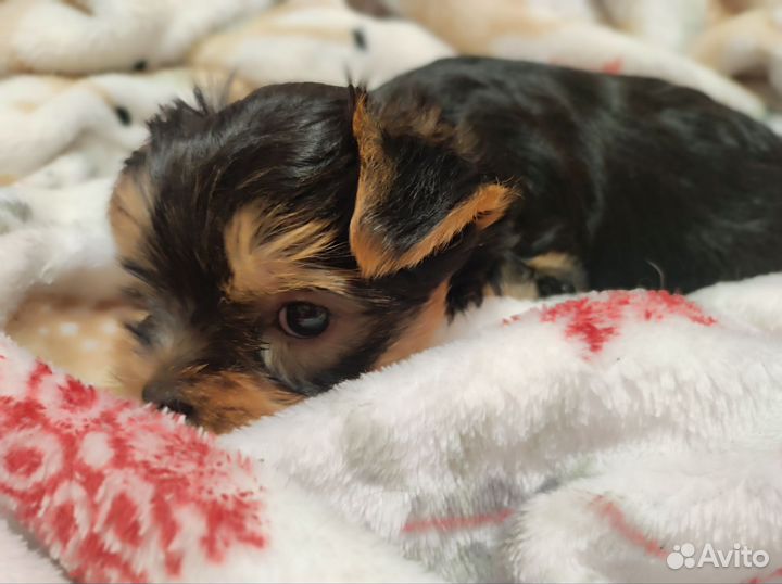 Йоркширский терьер