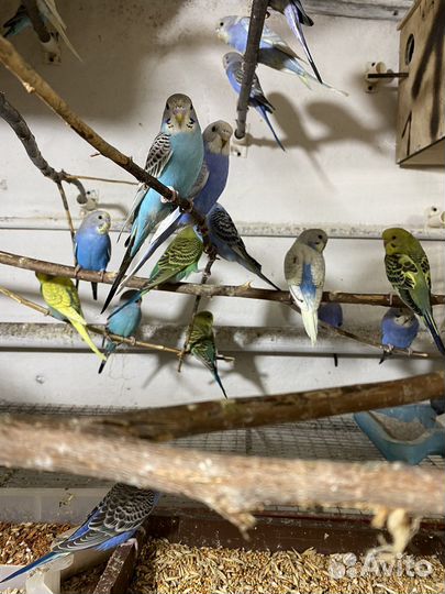 Волнистый попугай