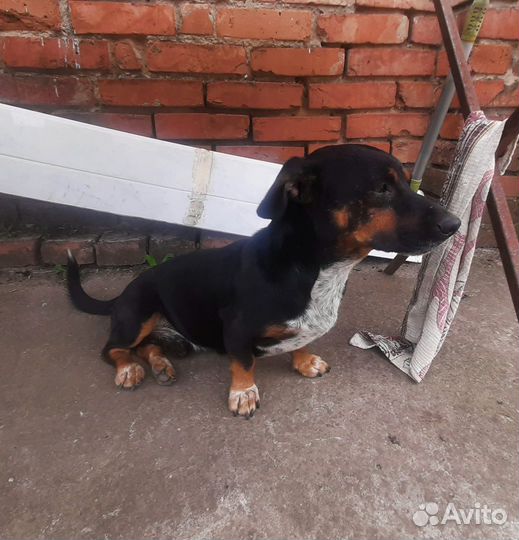 Такса в добрые руки