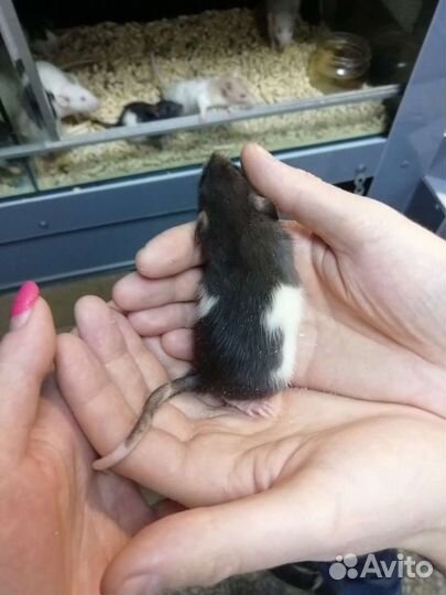 Крысы декоративные