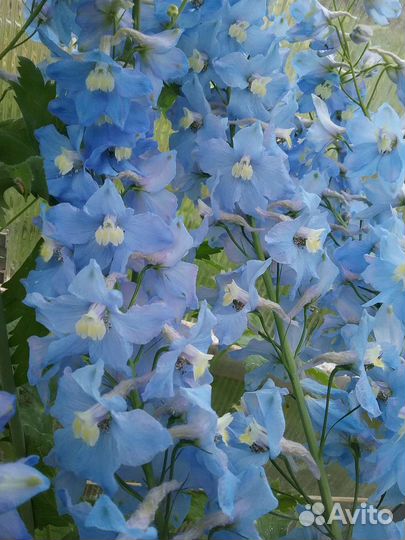 Гортензии, дельфиниум, гипсофилла