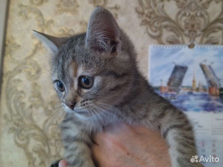 Кошки в добрые руки