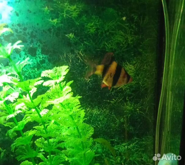 Аквариумные рыбы
