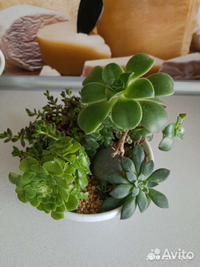 Мини садик с суккулентами