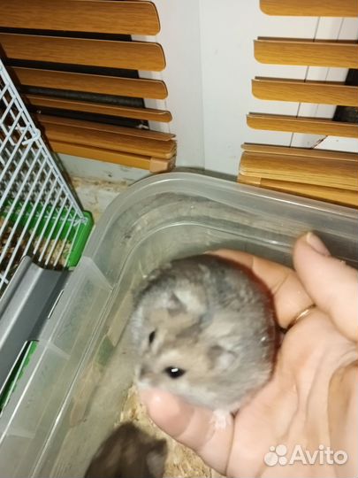 Джунгарский хомяк девочка