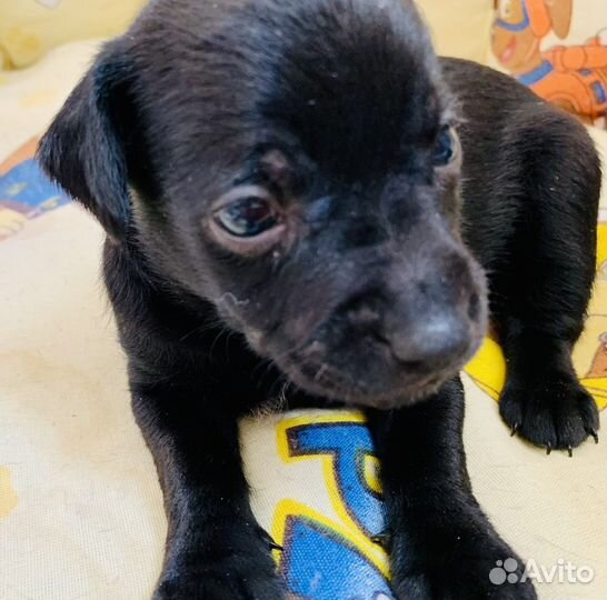 Ксолоинцкуинтли мексиканская голая собака