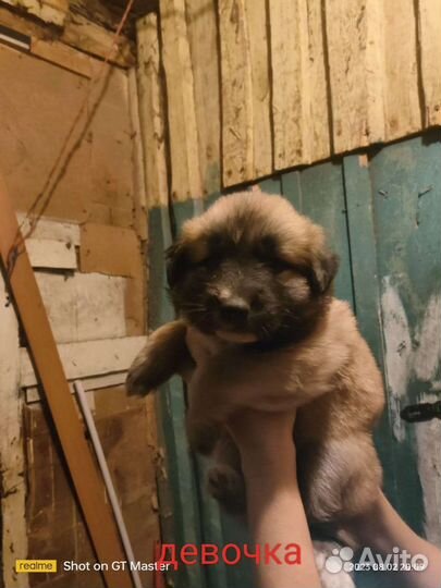 Щенки немецкой овчарки бесплатно