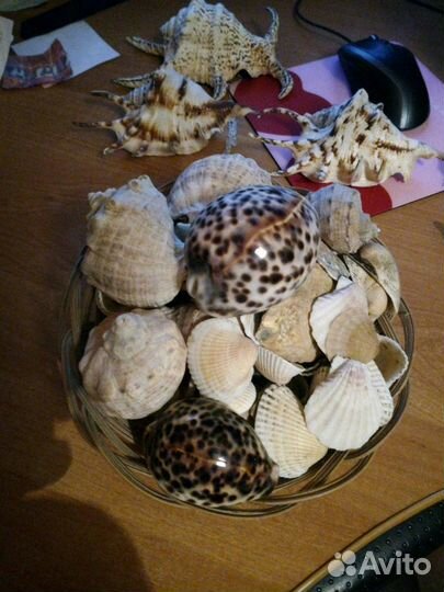 Еж морской, раковины,ракушки