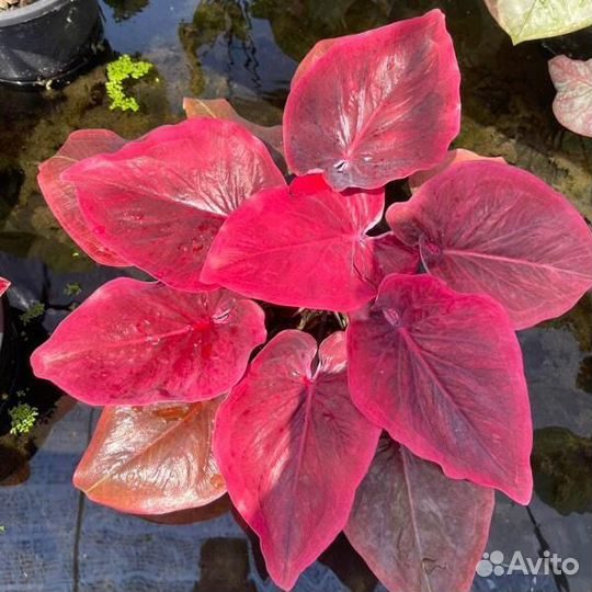 Каладиум p01. Коллекционный сорт.Таиланд