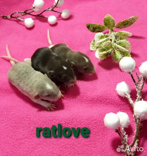 Крысята мальчишки дамбо от ratlove