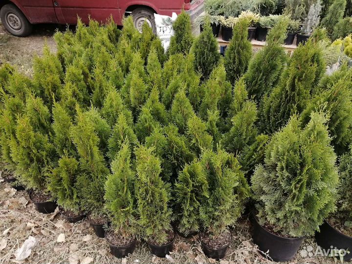 Туя смарагд