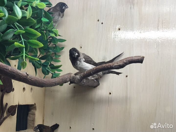 Японские амадины