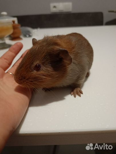Морская свинка мальчик 15.08.23г.р
