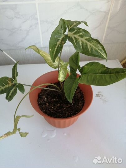 Комнатные цветы