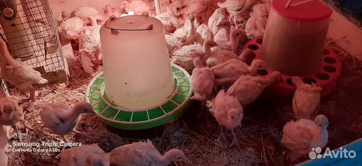 Индюшата хайбрид подрощенные