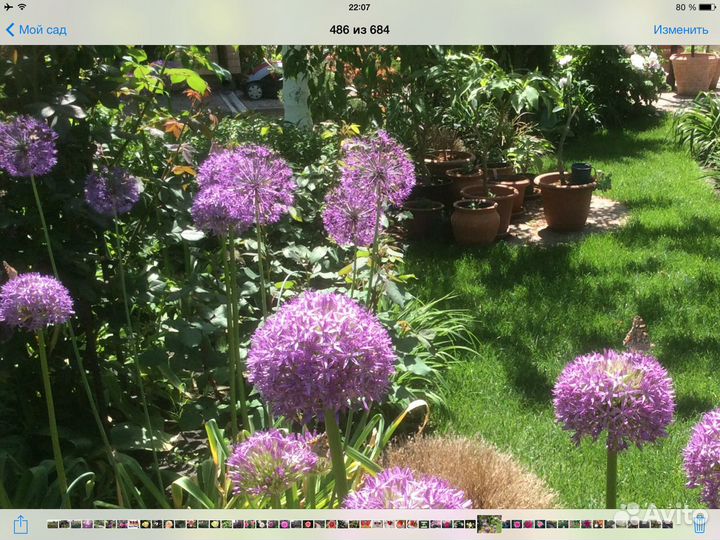 Многолетники