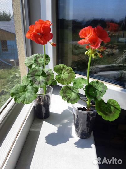 Пеларгония герань