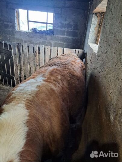 Бык племенной + коровы