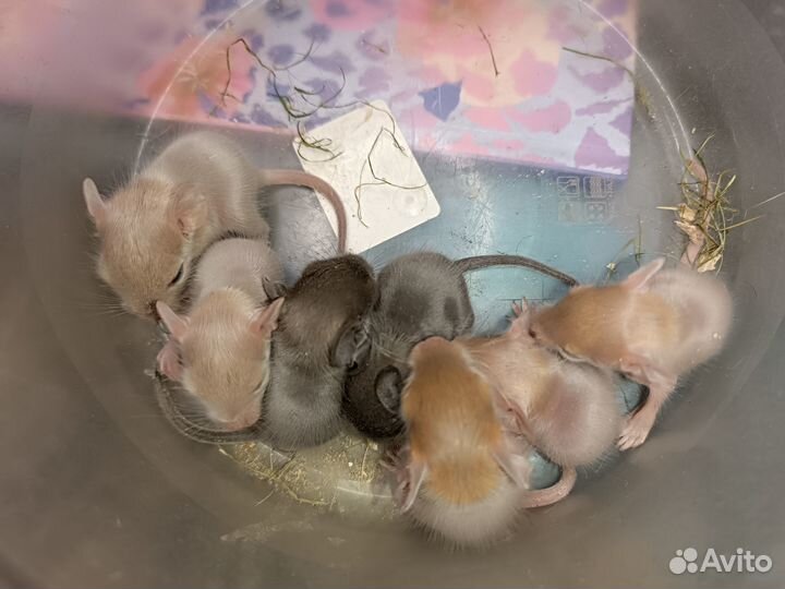 Чилийская белка дегу