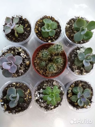 Суккуленты