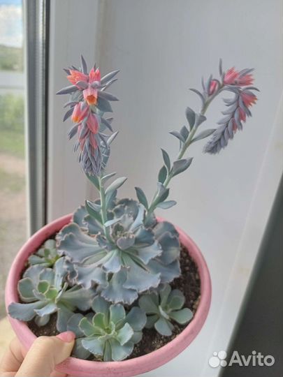 Экзотическое редкое растение