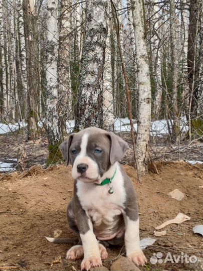 Щенки американского стаффорда