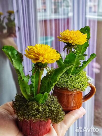 Миниатюрные одуванчики