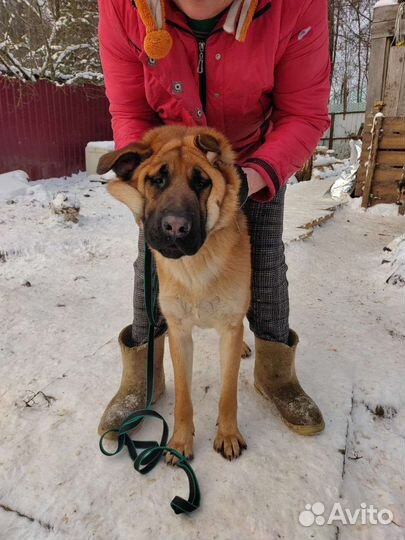 Симпатичный метис Федя 11 мес