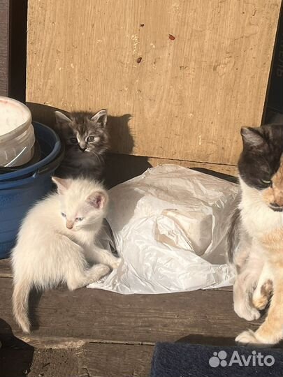 Котята в дар