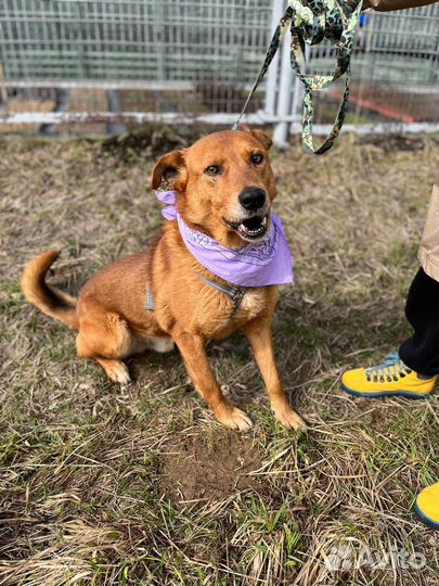 Шикарный бывшедомашний пёс