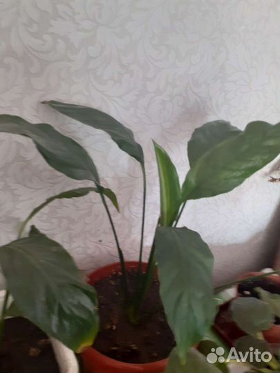 Спатифиллум