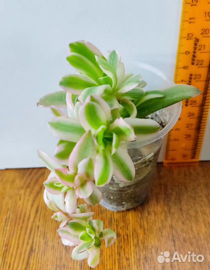 Крассулы и эхеверии