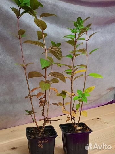 Саженцы метельчатой гортензии