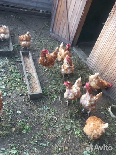 Куры несушки