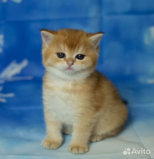 Британские Котята золотая шиншилла-Сима