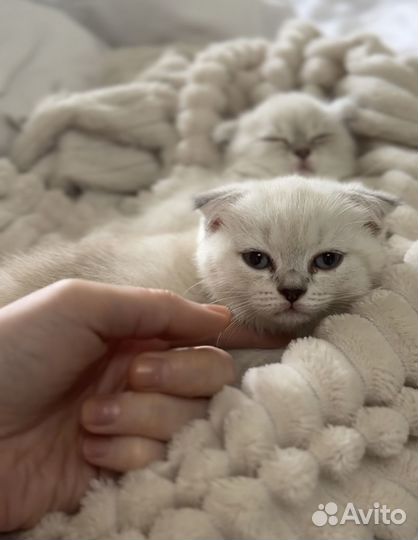 Шотландские котята